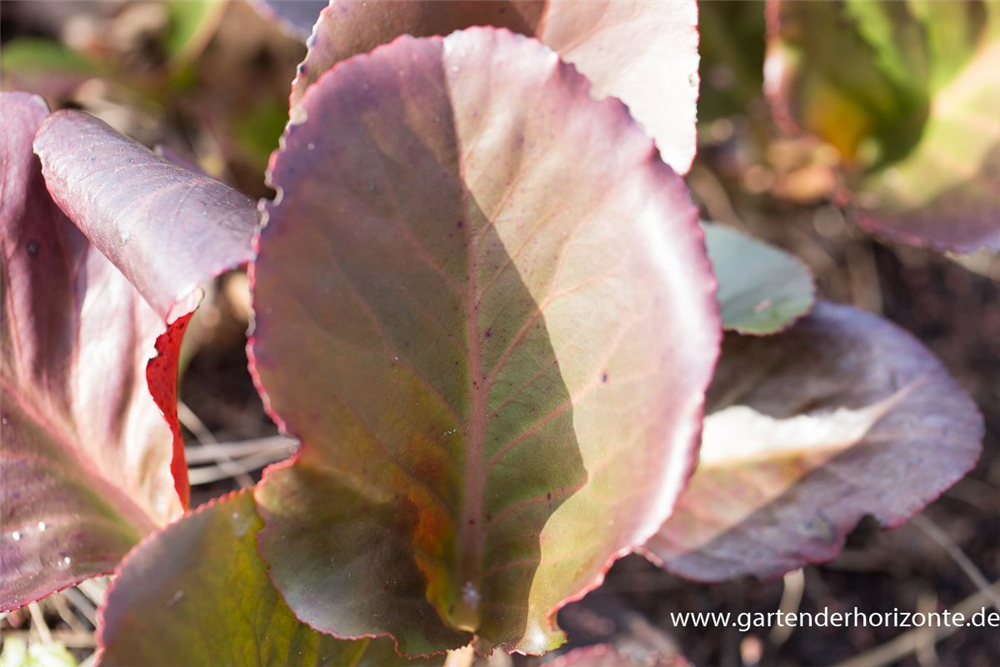 Bergenia cordifolia 'Pinneberg'