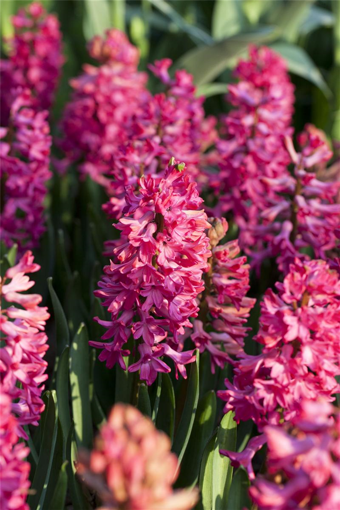 Hyazinthe 'Jan Bos'