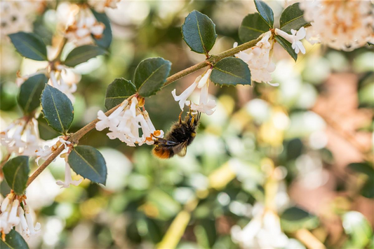 Burkwoods Duftblüte