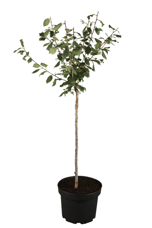 Zwetsche 'Bühler Frühzwetsche'