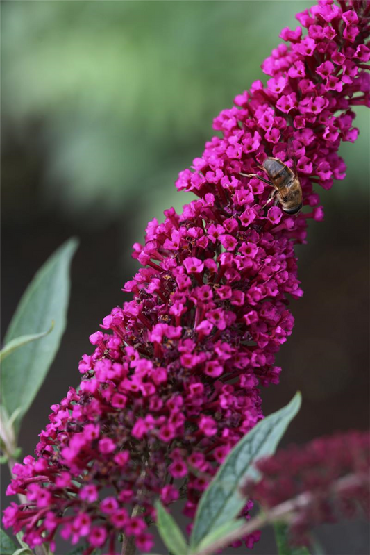 Schmetterlingsflieder BUZZ™ 'Wine'
