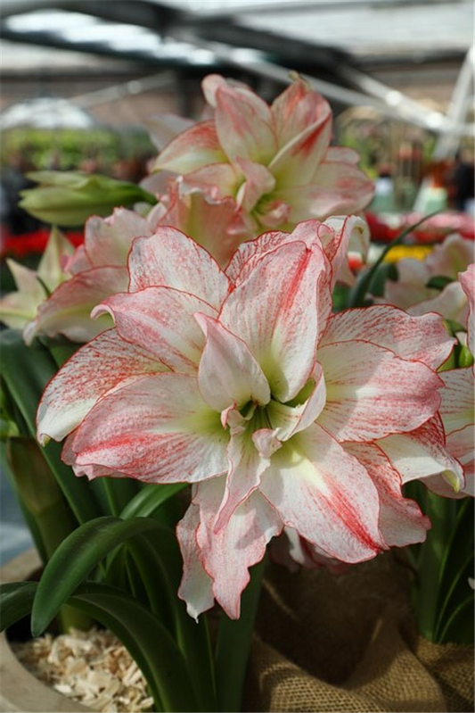 Ritterstern 'Aphrodite'