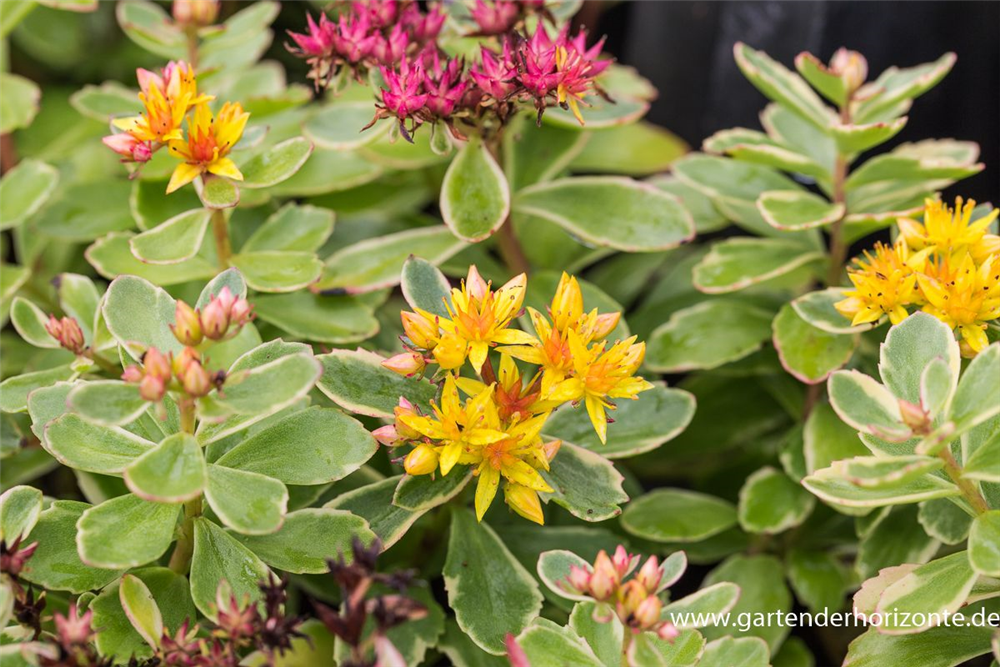 Sedum kamtschaticum 'Variegatum'