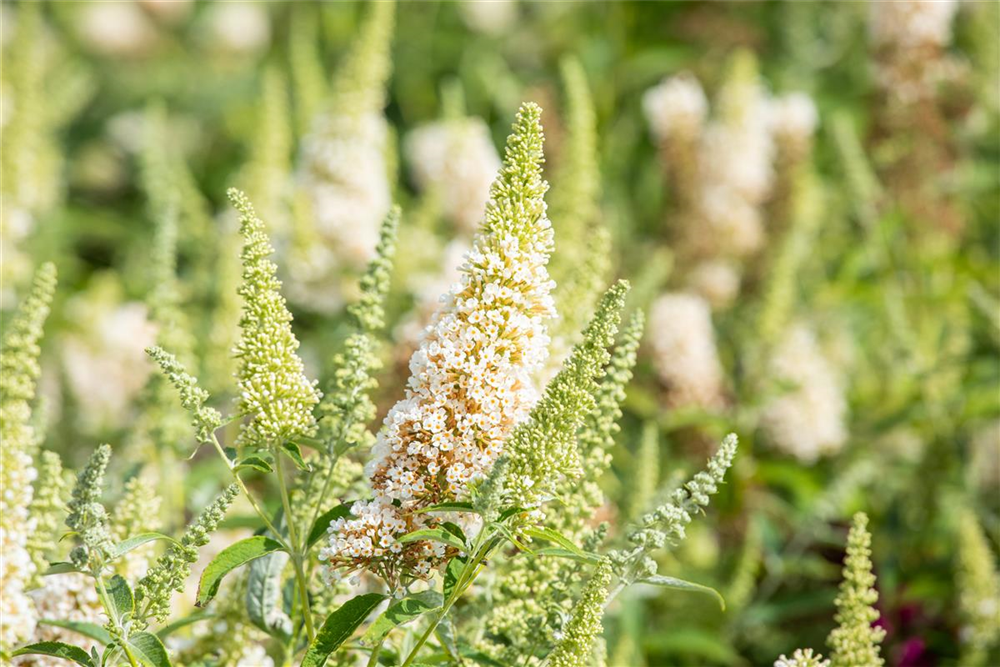 Schmetterlingsflieder BUZZ™ 'Ivory'