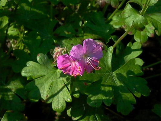 Cambridge-Bastard-Storchschnabel 'Cambridge'