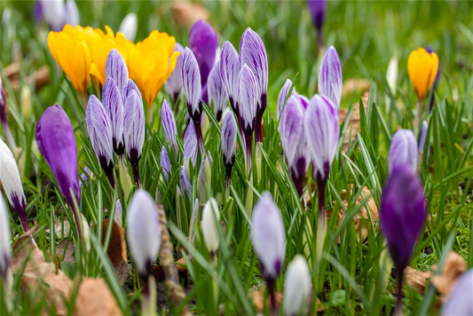 Krocus Botanical Mega-Mix-Packung - 50 Blumenzwiebeln