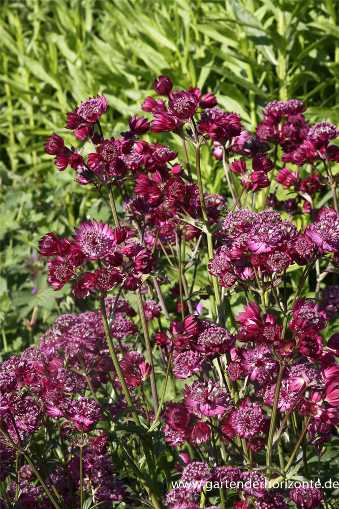 Astrantia major 'Star of Beauty' -R-