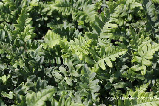 Gemeiner Tüpfelfarn