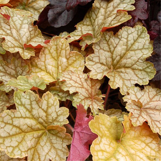 Heuchera x cult. SODA-Ser.'Ginger Ale' -R-