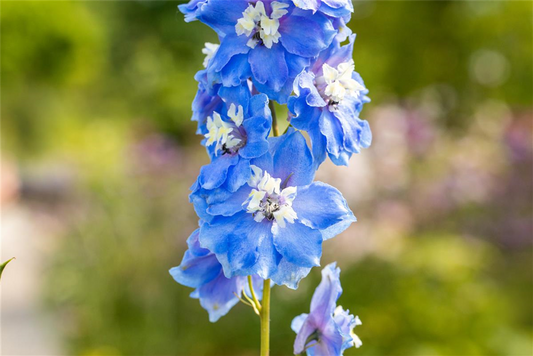 Delphinium Magic F., himmelbl.,Biene weiß