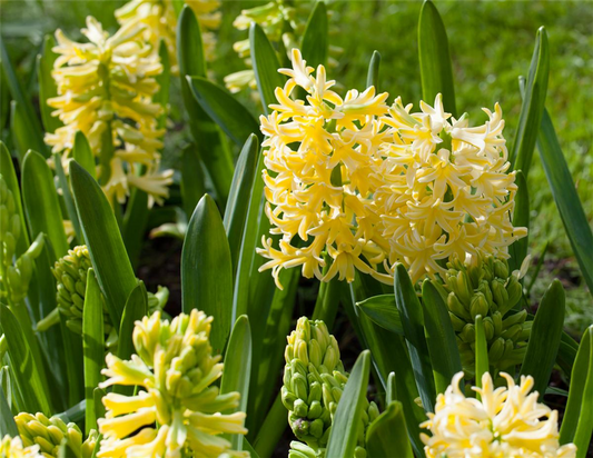 Hyazinthe 'City Of Haarlem'