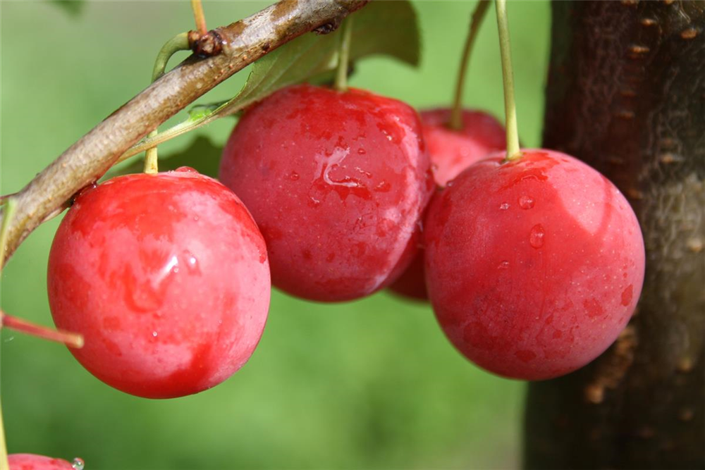 Blutpflaume 'Milanka'®