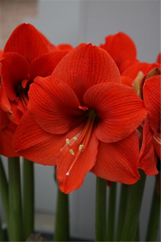 Ritterstern 'Orange Souvereign'