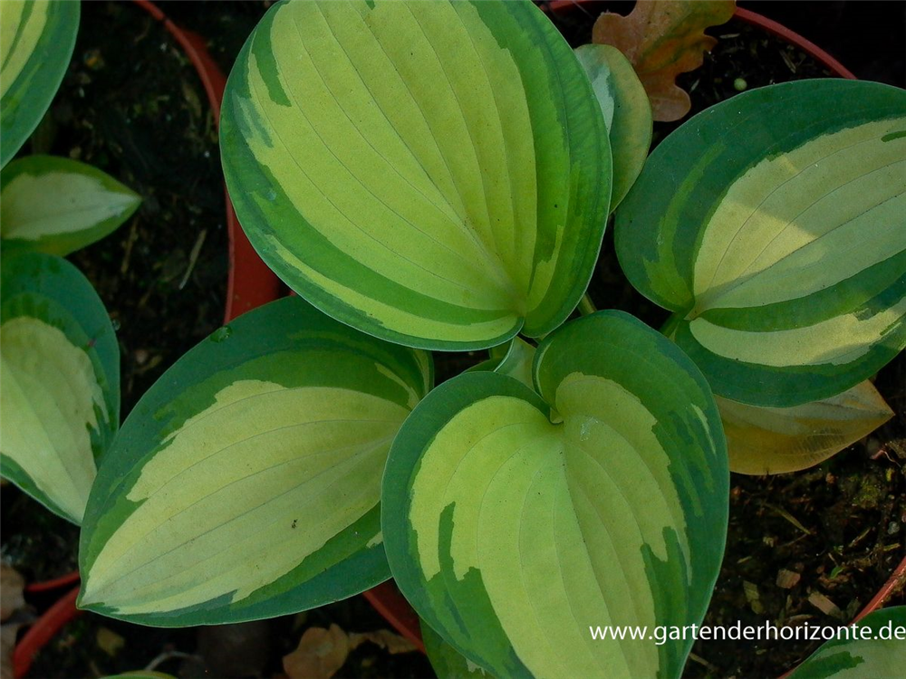 Blaugraue Garten-Funkie 'Great Expectations'