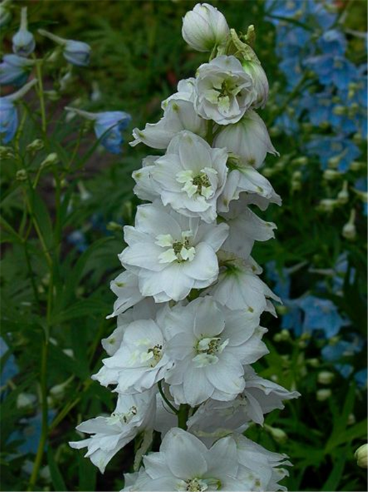 Delphinium Pacific 'Galahad'