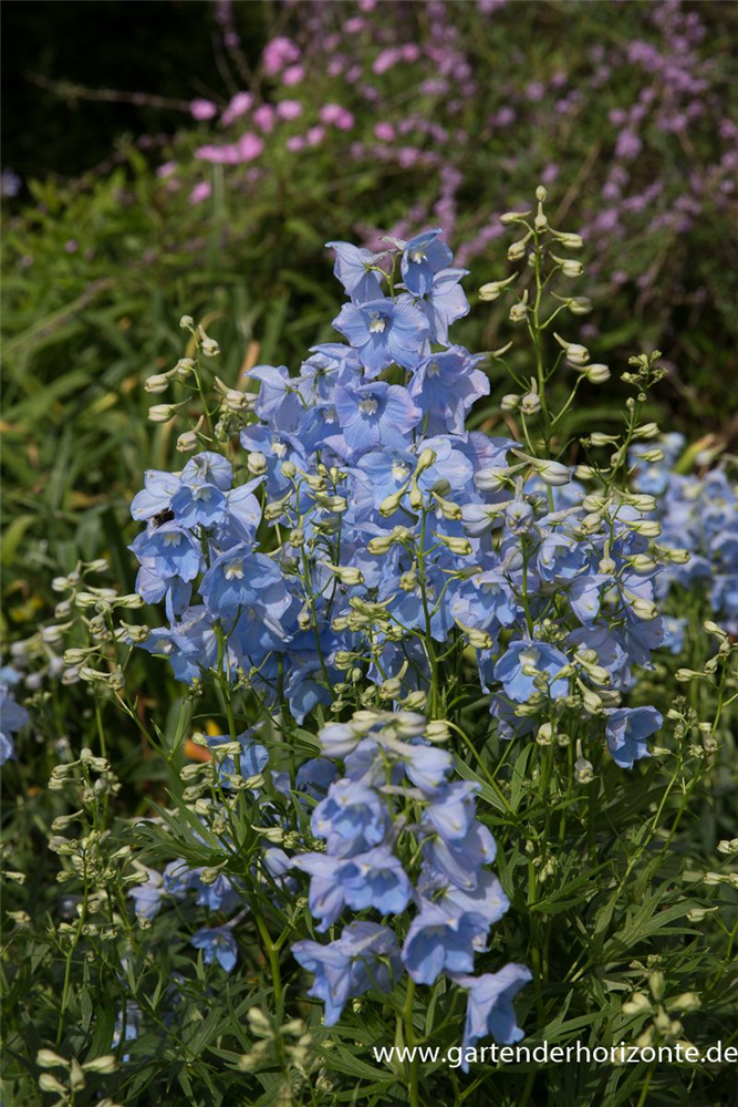Delphinium x bellad.'Ballkleid'