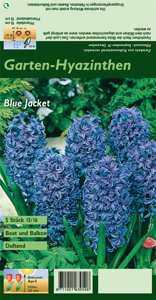 Hyazinthe 'Blue Jacket'