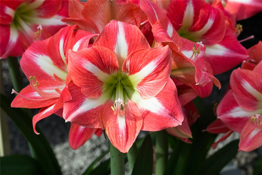 Amaryllis,  Blüte rot/weiß