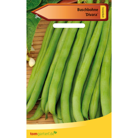 Busch-Bohne 'Divara'