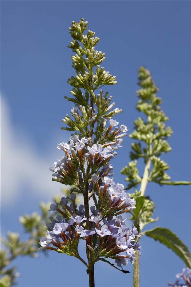 Schmetterlingsfieder BUZZ™ 'Sky Blue'®