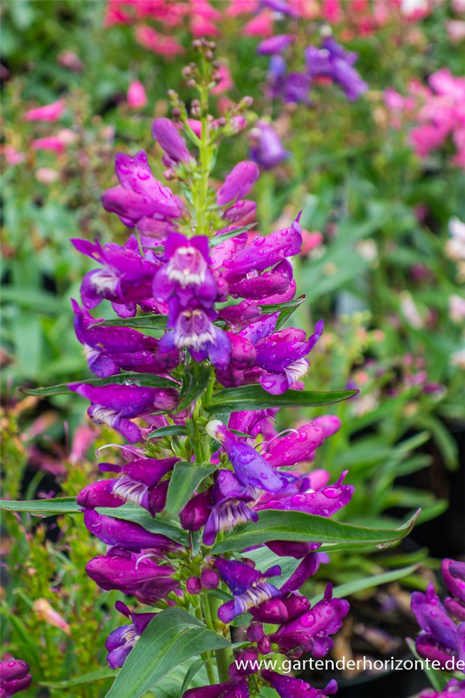 Bartfaden 'Praecox Nanus Rondo'