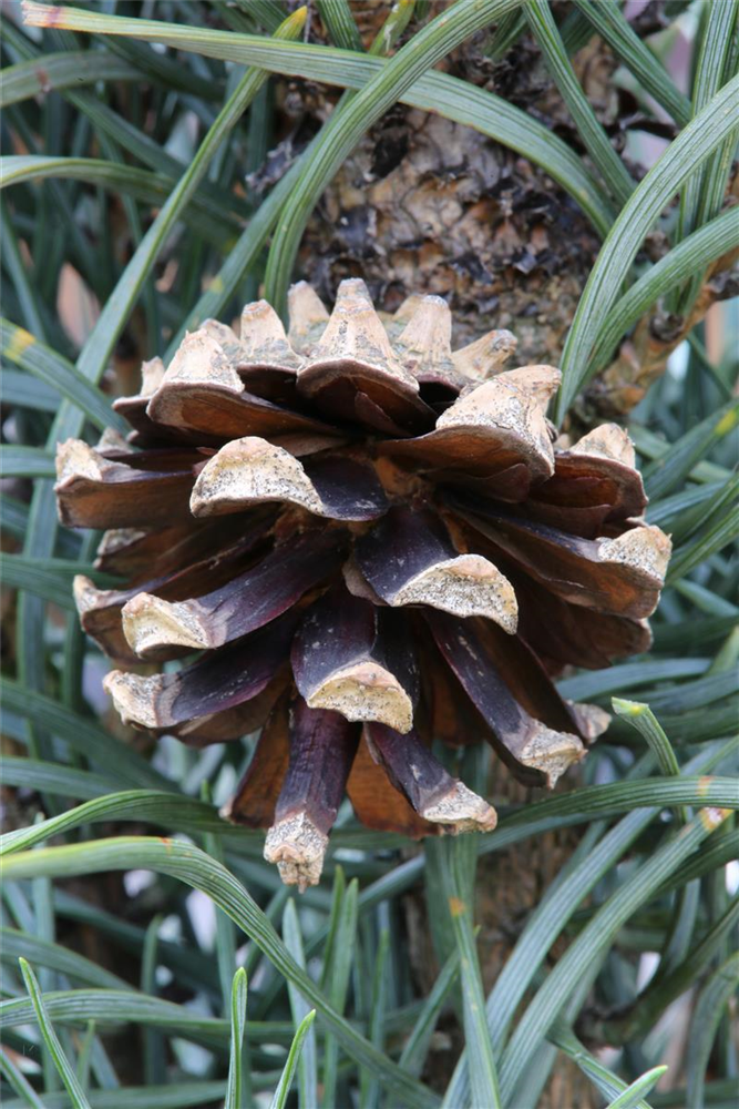 Säulenkiefer 'Fastigiata'