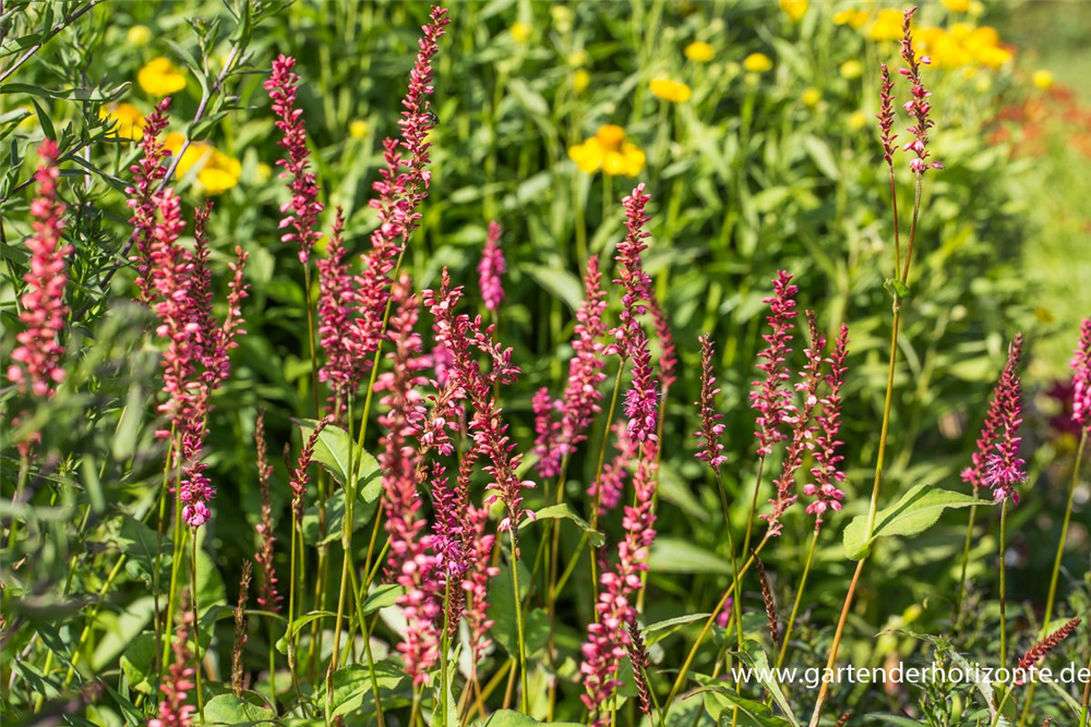 Bistorta amplexicaulis 'Orangofield'