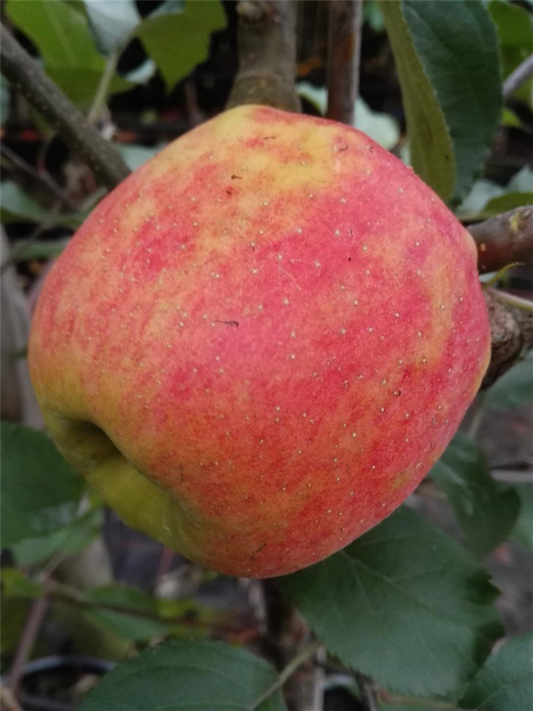 Apfel 'Karneval'®