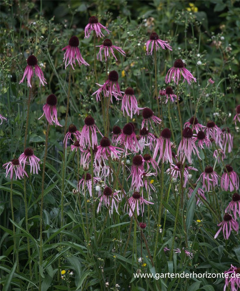 Bleicher Scheinsonnenhut