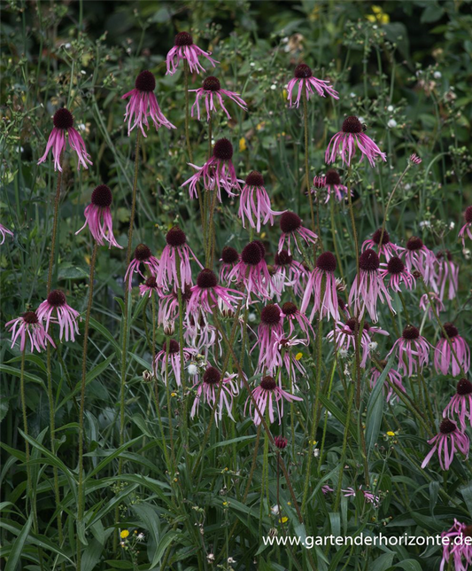 Bleicher Scheinsonnenhut