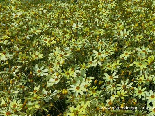 Coreopsis verticillata 'Moonbeam'