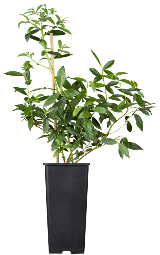 Heidelbeere 'Pink Lemonade'