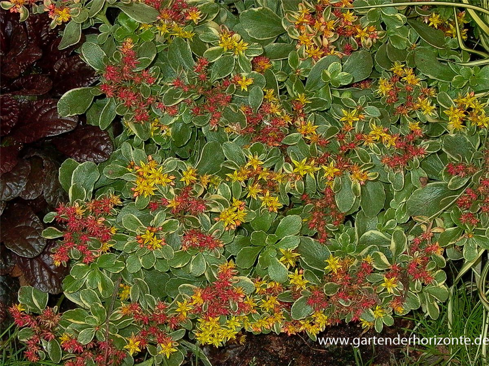 Sedum kamtschaticum 'Variegatum'