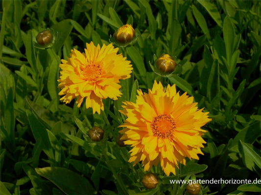 Coreopsis grandiflora 'Early Sunrise'