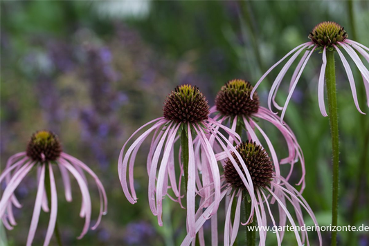 Bleicher Scheinsonnenhut