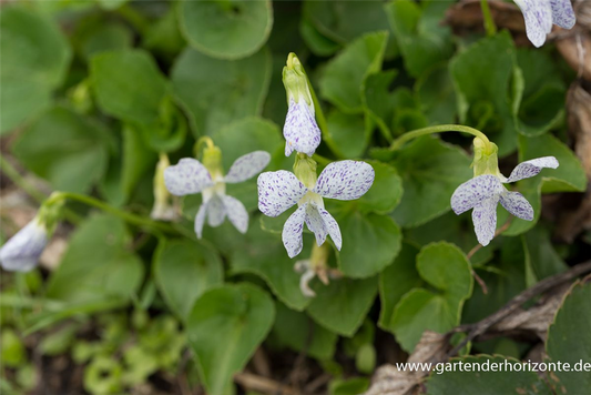 Garten-Pfingst-Veilchen 'Freckles'