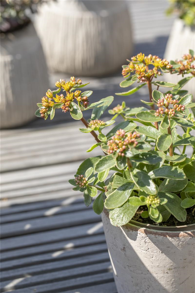 Sedum kamtschaticum 'Variegatum'