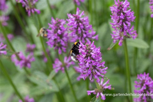 Dichtblütiger Garten-Ziest 'Hummelo'