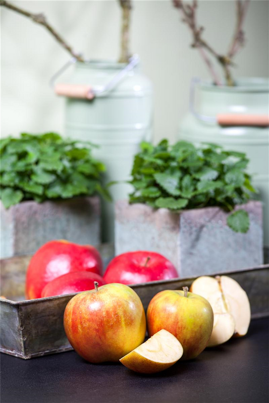 Herbstapfel 'Holsteiner Cox'