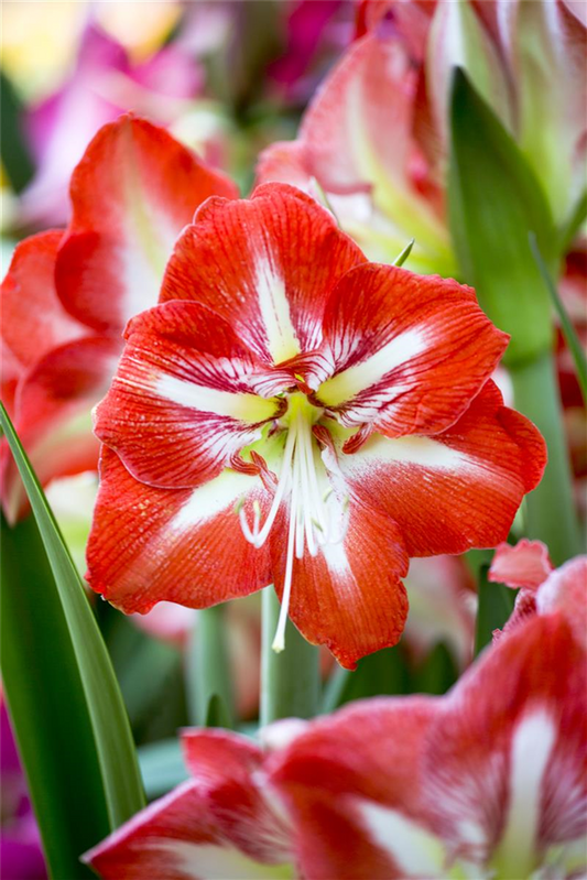 Amaryllis,  Blüte rot/weiß