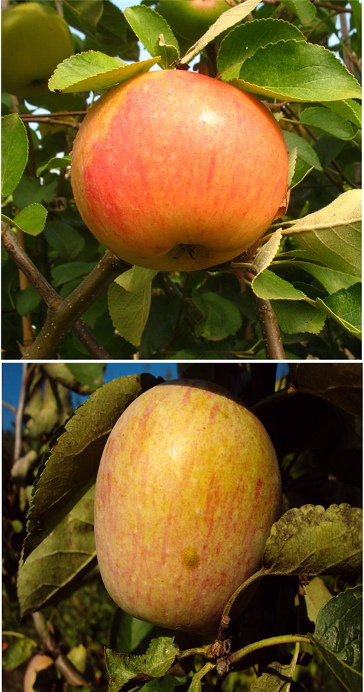 Apfel DUO 'James Grieve/Berner Rosenapfel'