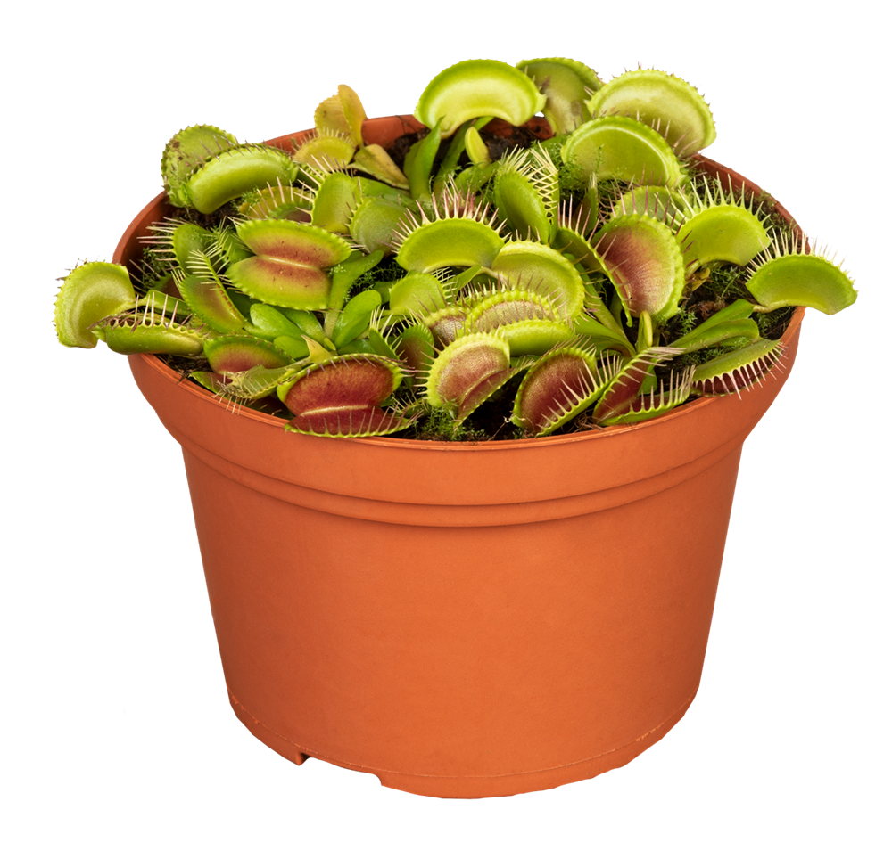 Venusfliegenfalle 'Jumbo'