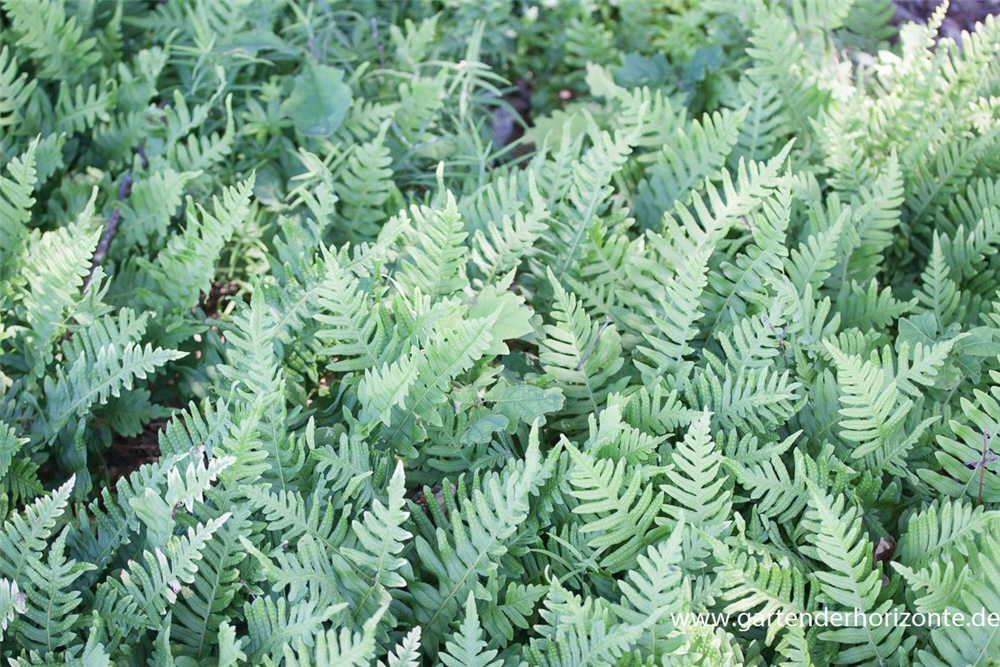 Gemeiner Tüpfelfarn