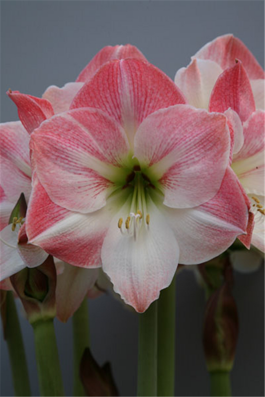 Ritterstern 'Apple Blossom'