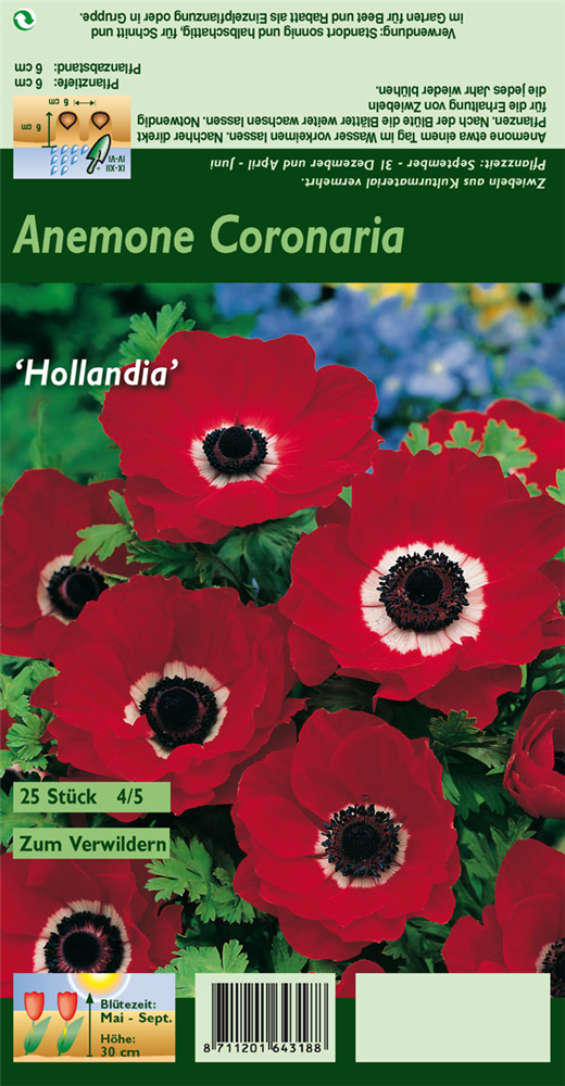 Garten-Anemone 'De Caen Hollandia'
