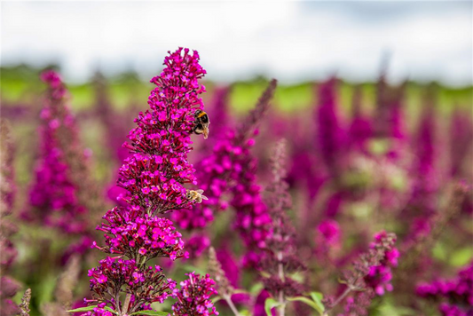 Schmetterlingsflieder BUZZ™ 'Magenta'