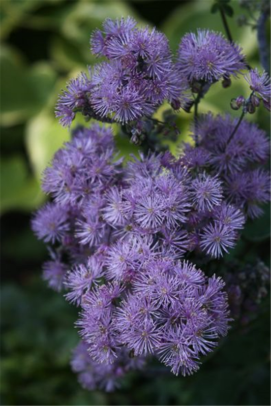 Akeleiblättrige Wiesenraute