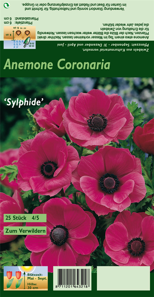 Kronen-Anemone 'Sylphide'