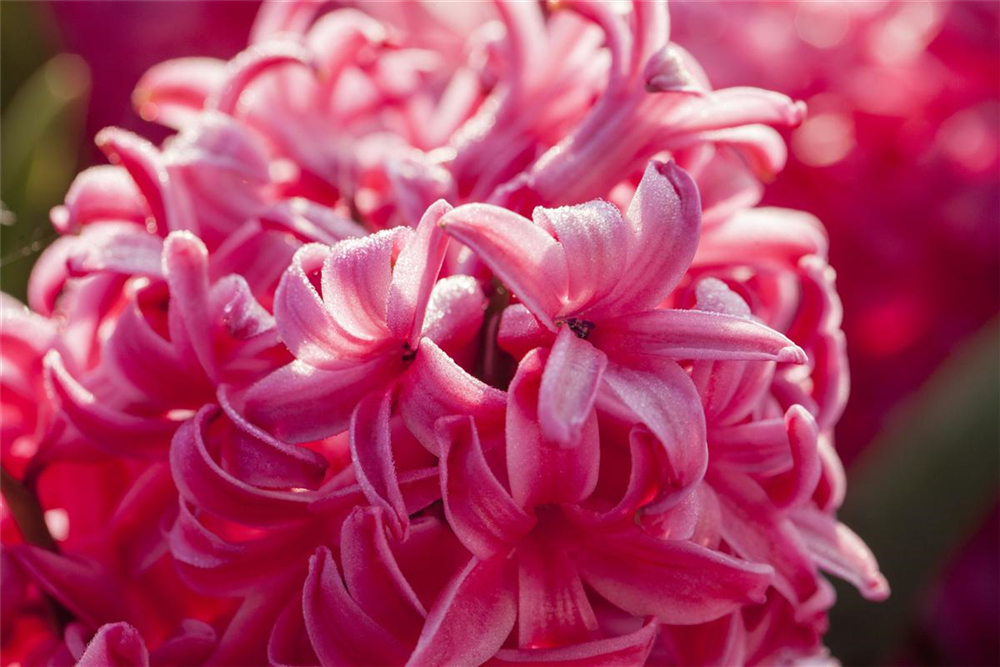 Hyazinthe 'Jan Bos'