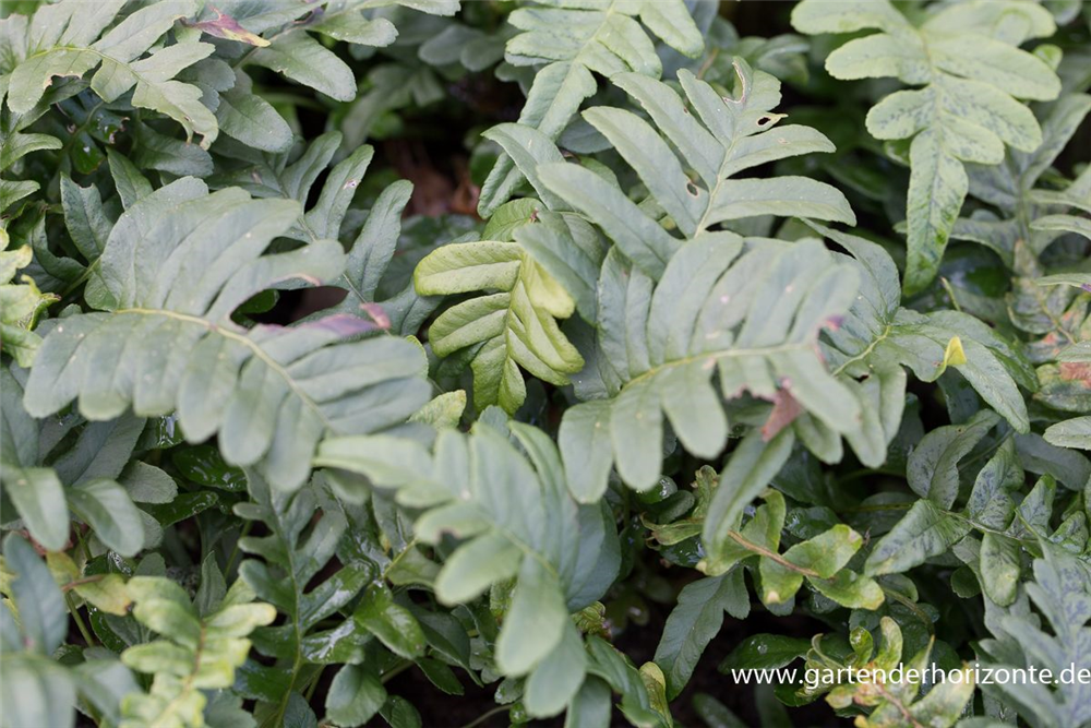 Gemeiner Tüpfelfarn